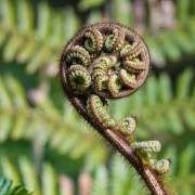 Law Society addresses Select Committee on Plant Variety Rights Bill