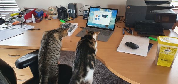 Cats on a computer