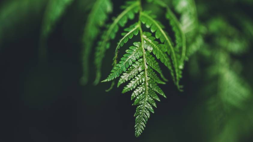 Tikanga and the law: building capability in practice 